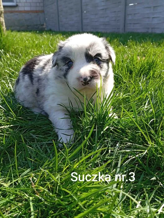 Zdjęcie Ile kosztuje border collie z hodowli? Sprawdź, co wpływa na cenę