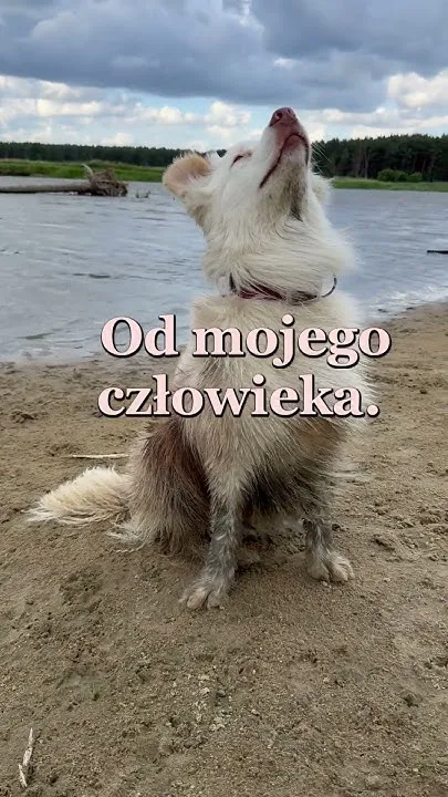 Zdjęcie Czy pies może jeść jeżyny? Sprawdź, co musisz wiedzieć o bezpieczeństwie
