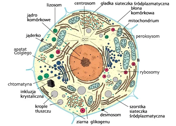 Zdjęcie Co to jest komórka w biologii? Zrozum podstawowe funkcje i znaczenie