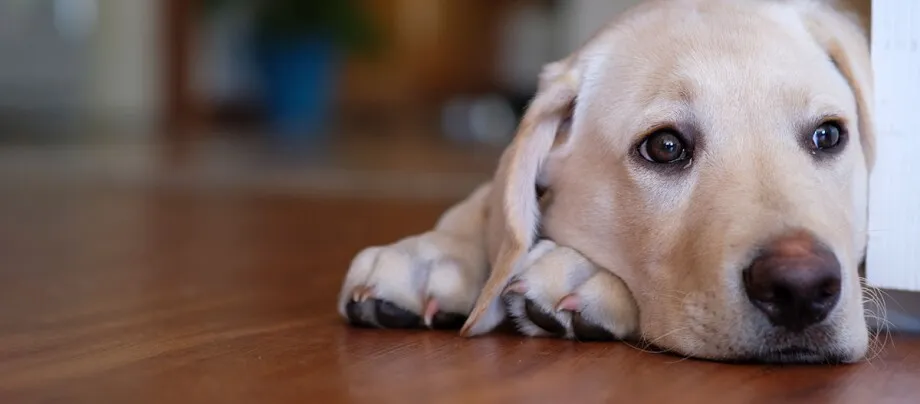Zdjęcie Warum stinken Hunde? Die häufigsten Ursachen und Lösungen für Gerüche
