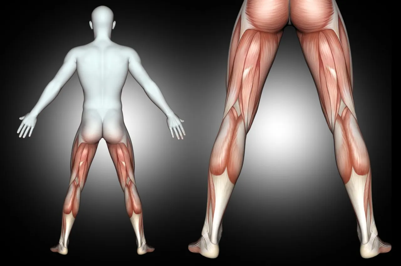Zdjęcie Tylna taśma - co musisz wiedzieć o tej ważnej strukturze anatomicznej