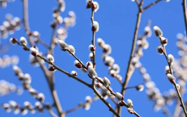 Zdjęcie Bazie kotki na jakim drzewie? Odkryj najlepsze gatunki wierzb i innych drzew
