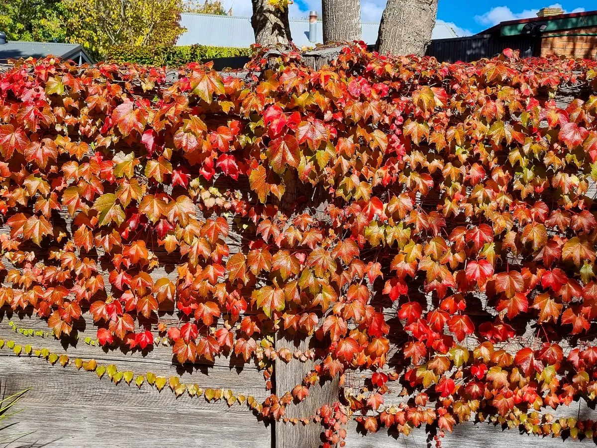 Zdjęcie Jak skutecznie zasłonić płot roślinami – najlepsze opcje dla prywatności