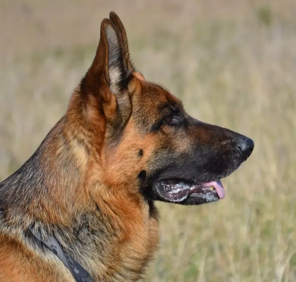 Zdjęcie Jak postępować ze szczeniakiem owczarka niemieckiego, aby uniknąć problemów