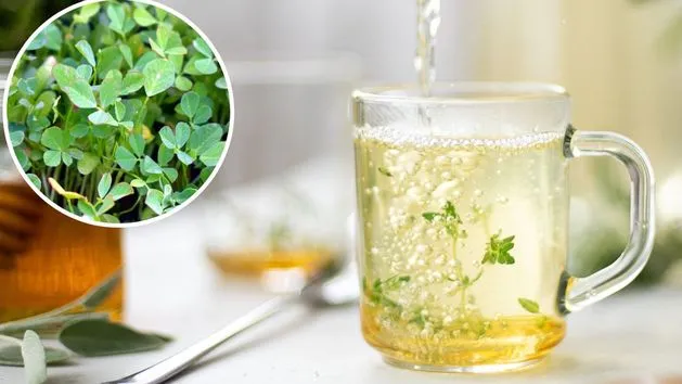 Zdjęcie Jak zrobić herbatę z kozieradki? Prosty przepis na zdrowy napar