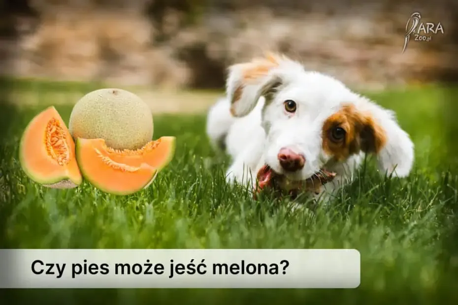 Zdjęcie Czy pies może jeść zupę ogórkową? Sprawdź, co może mu zaszkodzić
