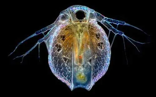 Zdjęcie Todo lo que necesitas saber sobre las pulgas de agua y su importancia ecológica