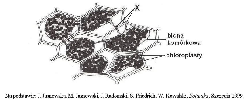Zdjęcie Zjawisko osmozy: Jak działa i dlaczego jest kluczowe w biologii?