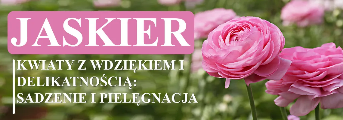 Zdjęcie Kiedy kwitnie jaskier? Odkryj sekrety jego pięknych kwiatów