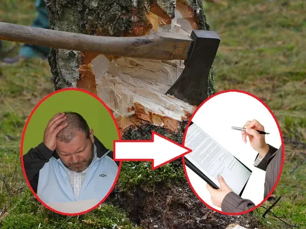 Zdjęcie Jak umotywować wniosek o wycięcie drzewa, aby uniknąć odmowy?