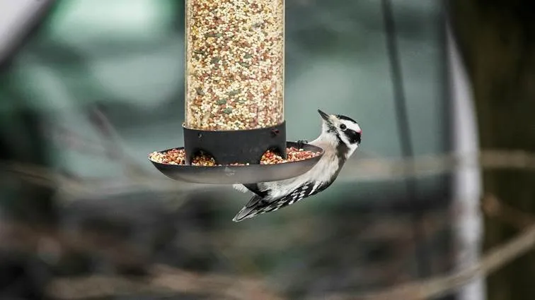 Zdjęcie Zimowa dieta zwierząt w Polsce: Jak przetrwać mroźne miesiące?