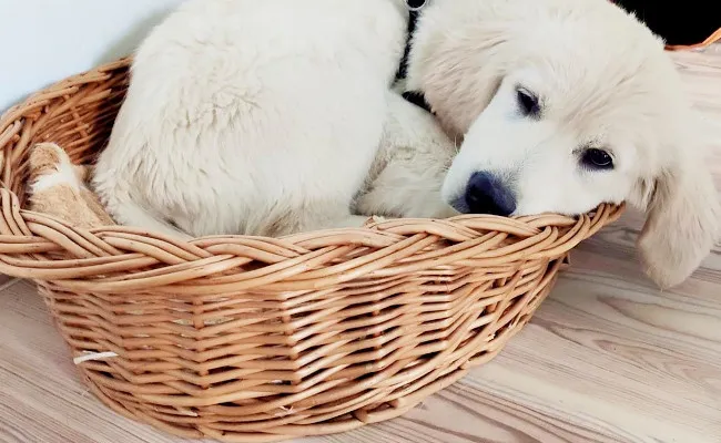 Zdjęcie Czym karmić szczeniaka golden retrievera, aby uniknąć problemów zdrowotnych?