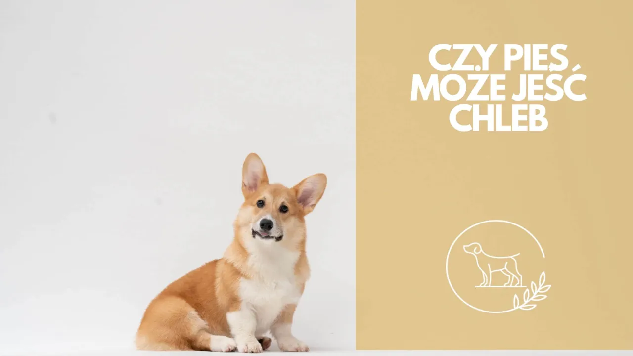 Zdjęcie Chleb razowy w diecie psa - co musisz wiedzieć zanim podasz pupilowi