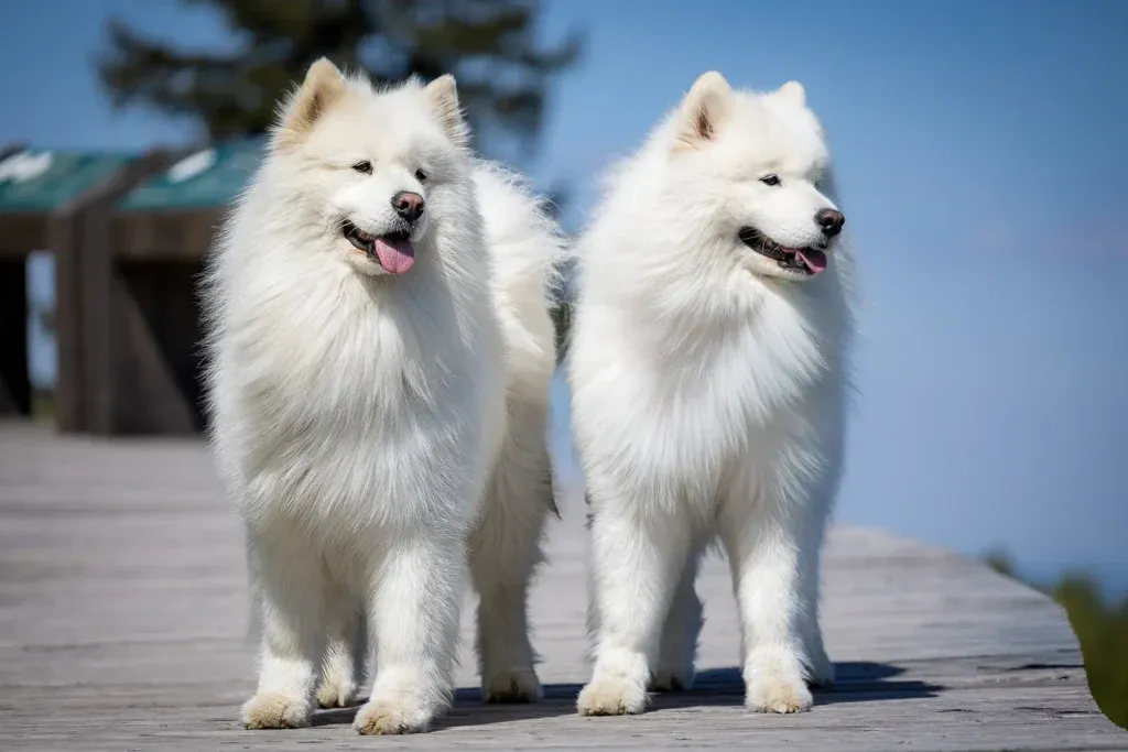 Zdjęcie Samoyed czy gubi sierść? Odkryj sekrety linienia i pielęgnacji