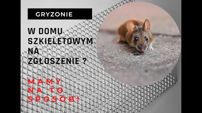 Zdjęcie Jak skutecznie zabezpieczyć elewację przed myszami: 8 sprawdzonych metod