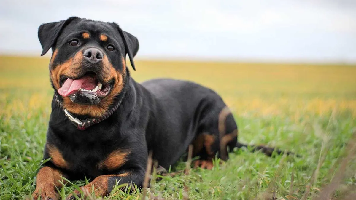 Zdjęcie Cuál es la raza de perro más peligroso del mundo y por qué deberías saberlo