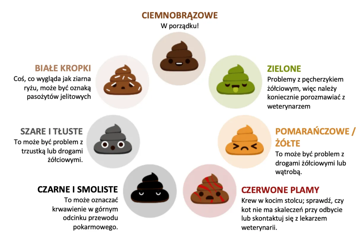 Zdjęcie Żółty kał u psa: co oznacza zmiana koloru i możliwe przyczyny?