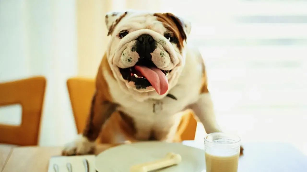 Zdjęcie Gdzie kupić kości wołowe dla psa? Bezpieczne opcje online