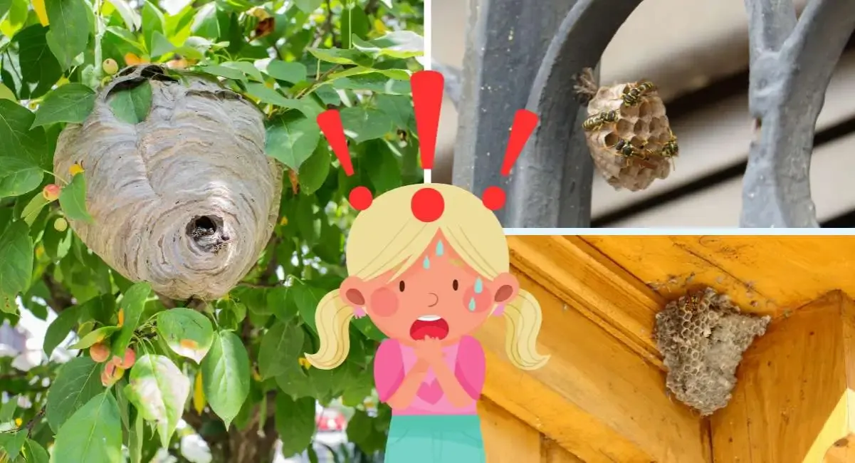Zdjęcie Skuteczne sposoby na odstraszenie os z balkonu i komfortowy wypoczynek