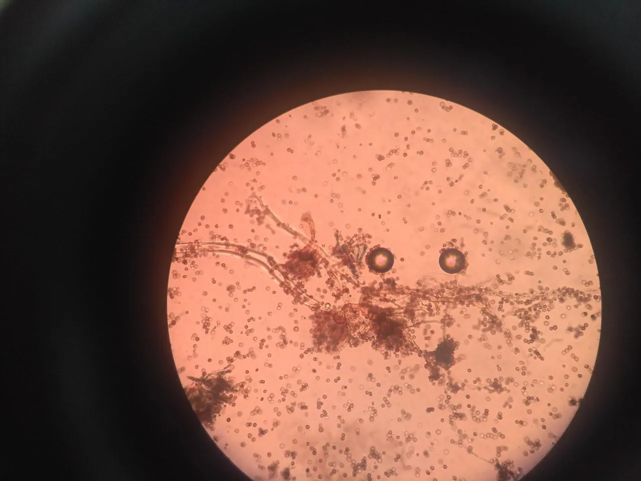 Zdjęcie Jakie są dziedziny biologii? Poznaj główne nauki biologiczne i ich zastosowania