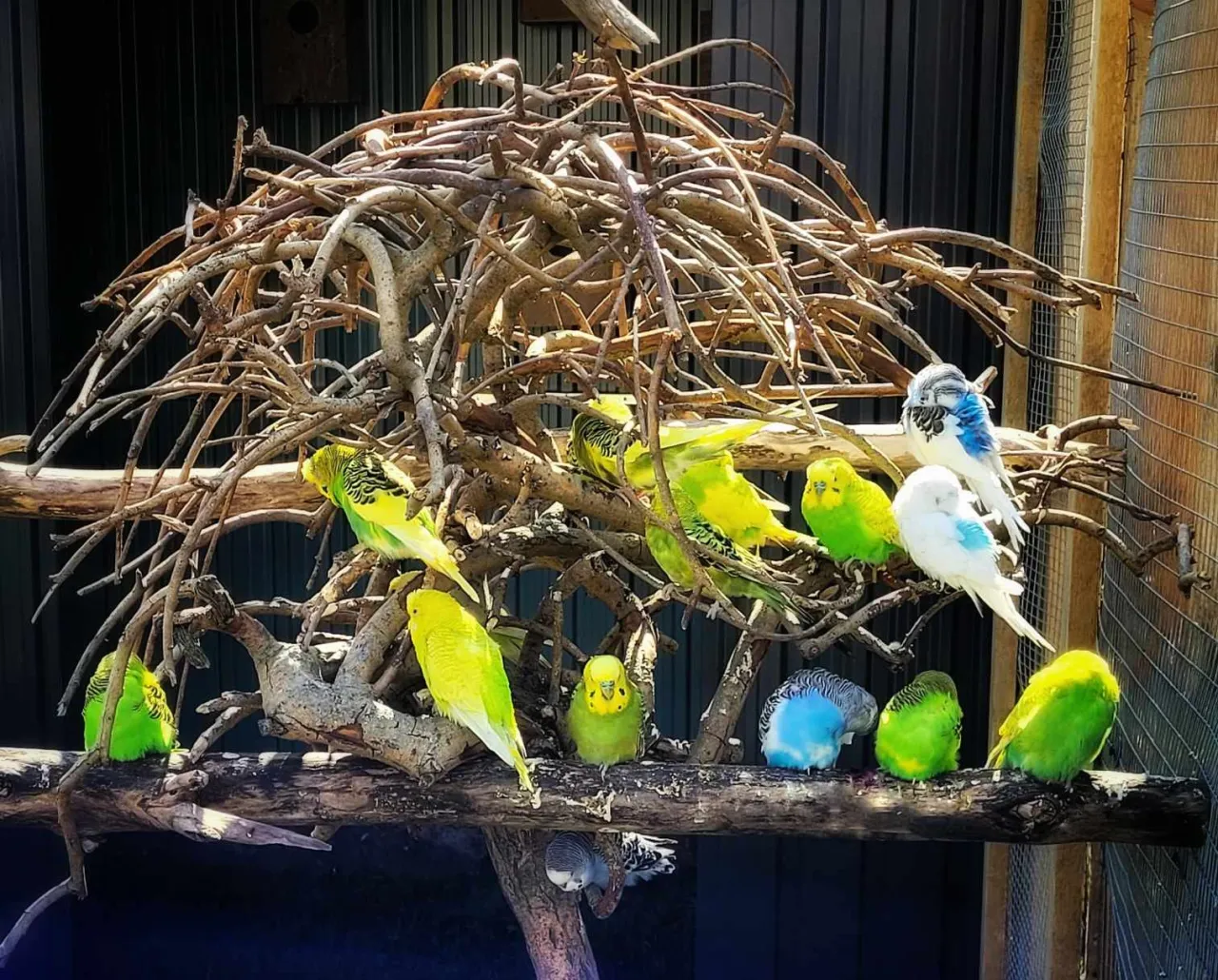 Zdjęcie Kiedy jest dzień papugi? Poznaj datę i znaczenie tego święta