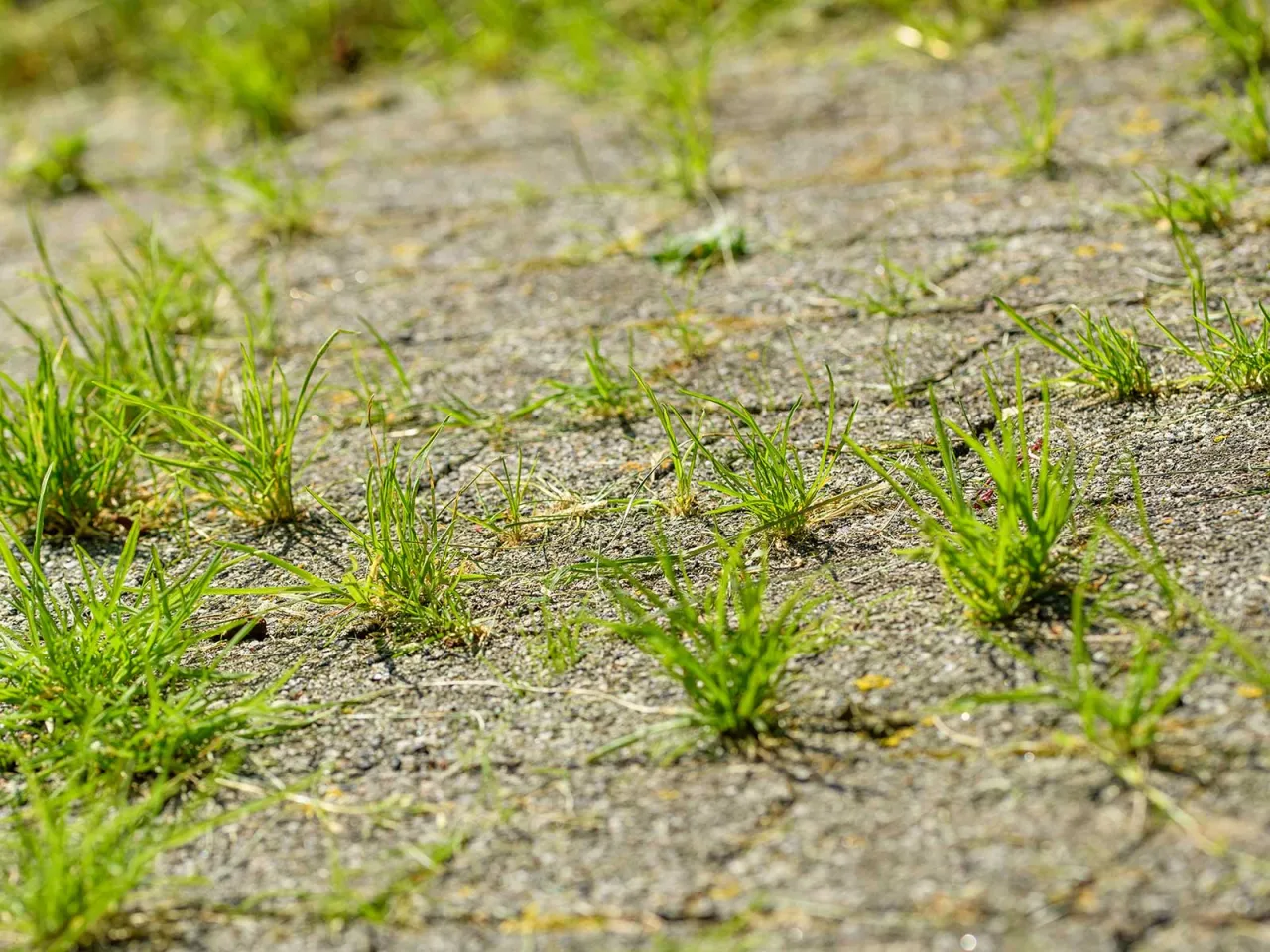 Zdjęcie Skuteczne sposoby na usunięcie trawy z kostki brukowej bez wysiłku