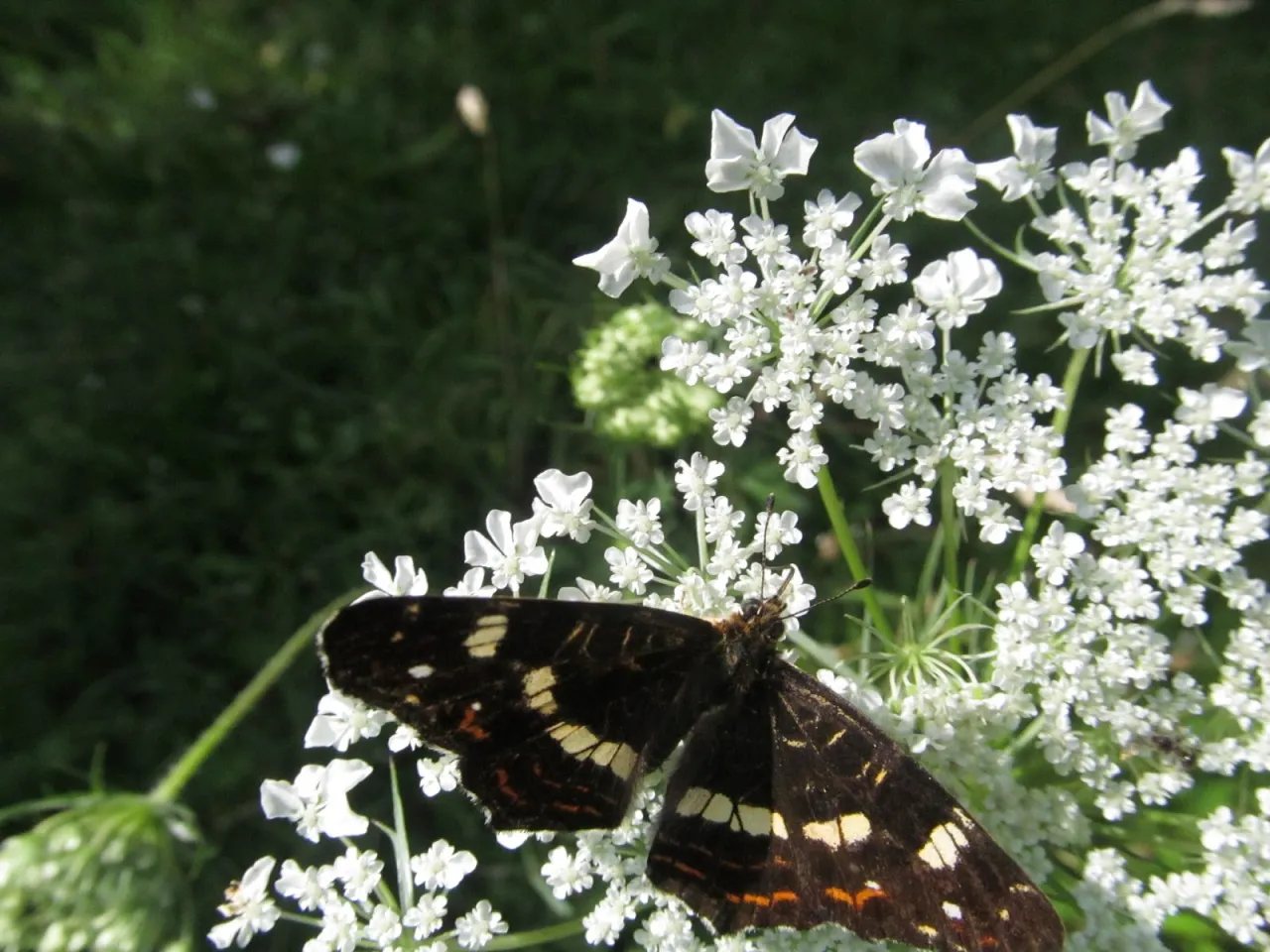 Zdjęcie Szczęście jest jak motyl cytat – zrozum jego ulotność i piękno