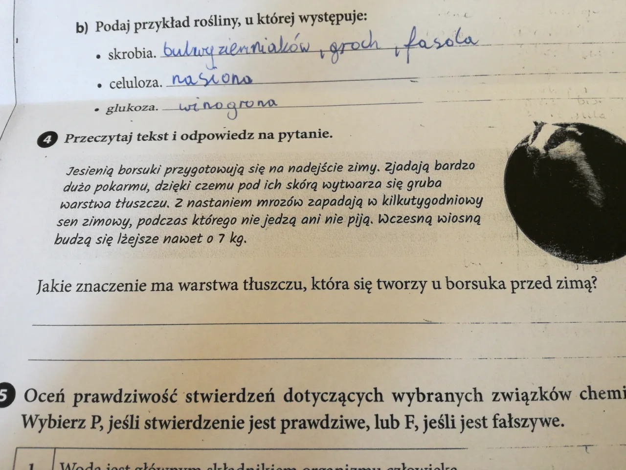 Zdjęcie Gdzie zimują kaczki i dlaczego niektóre zostają w Polsce? Ciekawostki