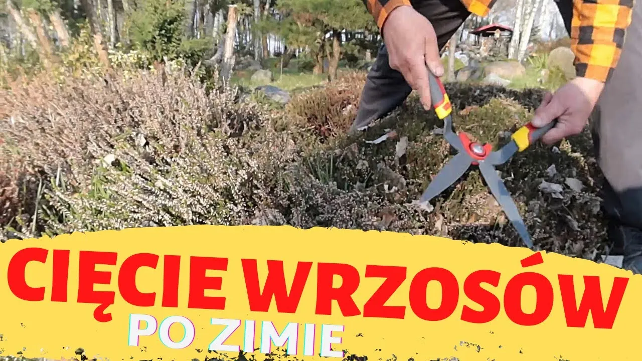 Zdjęcie Jak przycinać wrzosy po zimie, aby uniknąć błędów i wspierać wzrost