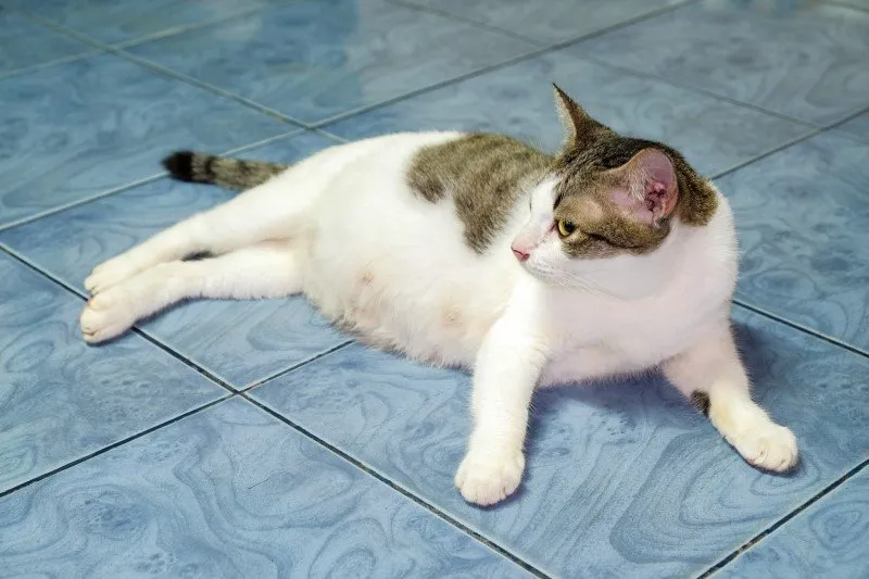 Zdjęcie Jak rozpoznać ciążę u kotki? Kluczowe objawy i sygnały