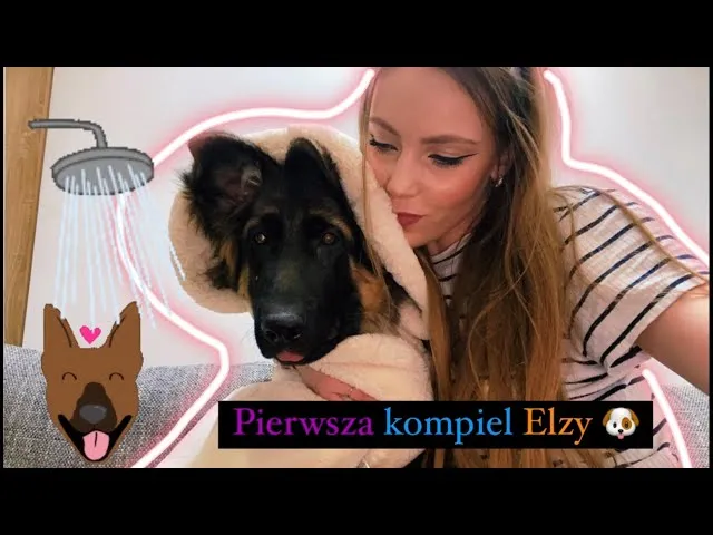 Zdjęcie Jak wykąpać owczarka niemieckiego? Praktyczny przewodnik krok po kroku