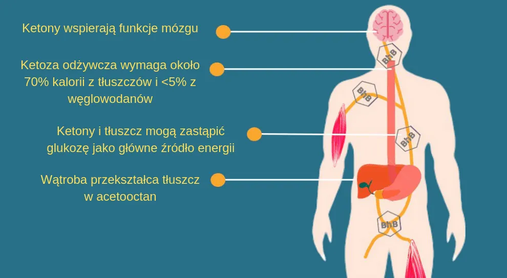 Zdjęcie Co to jest ketoza dietetyczna i jak wpływa na organizm – korzyści i zagrożenia