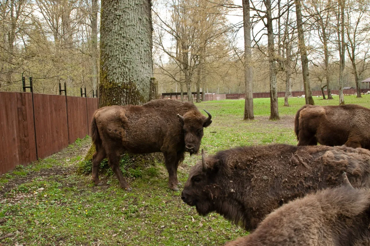 Zdjęcie Puszcza Białowieska atrakcje – odkryj niezwykłe miejsca i przyrodę