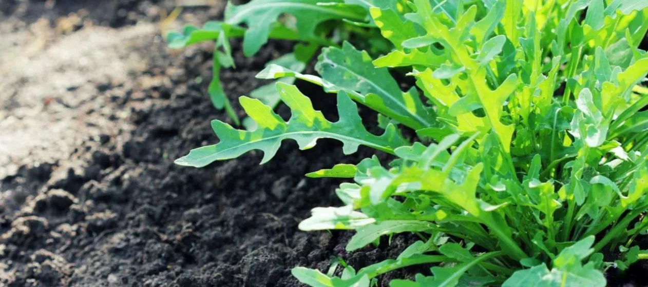 Zdjęcie Uprawa rukoli: Poradnik krok po kroku do świeżych zbior&oacute;w