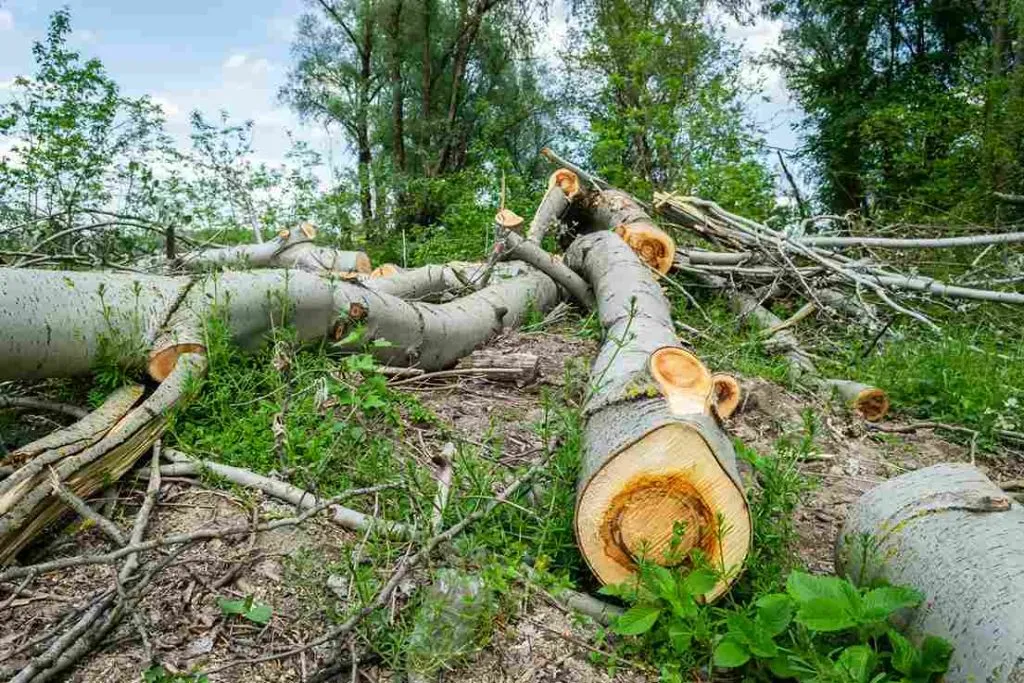 Zdjęcie Ile kosztuje wycinka drzewa na działce? Sprawdź ukryte koszty!
