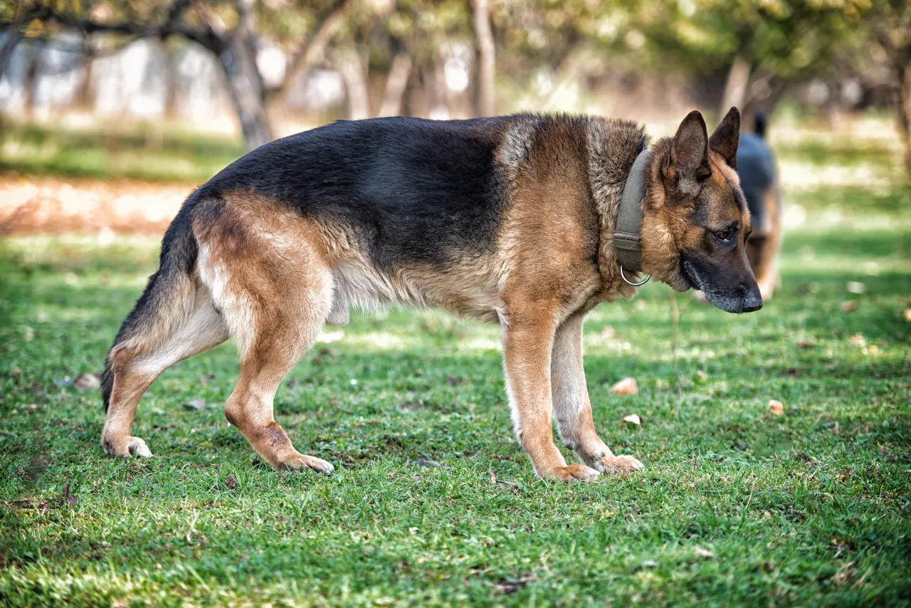 Zdjęcie Jak pożegnać owczarka niemieckiego? Objawy, eutanazja, opieka