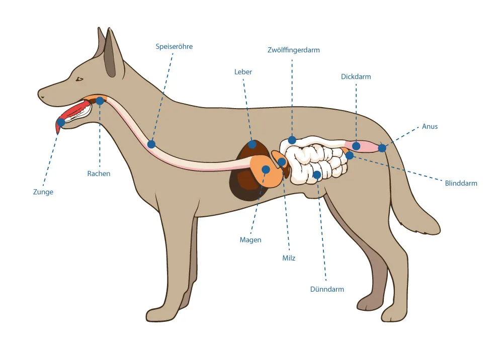 Zdjęcie Wie lange verdaut ein Hund? Wichtige Faktoren für die Gesundheit