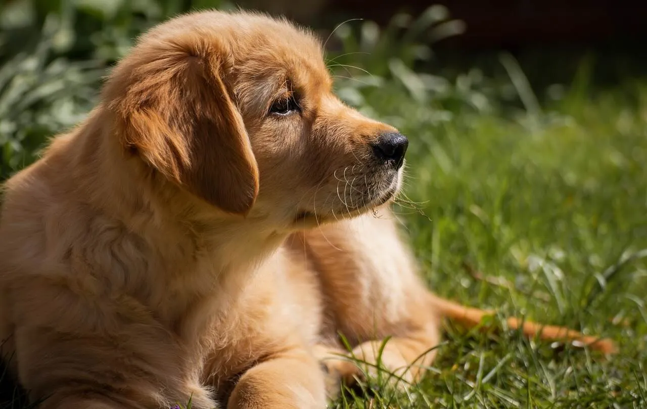 Zdjęcie Czy golden retriever to rasa duża czy średnia? Odkryj prawdę o rozmiarze