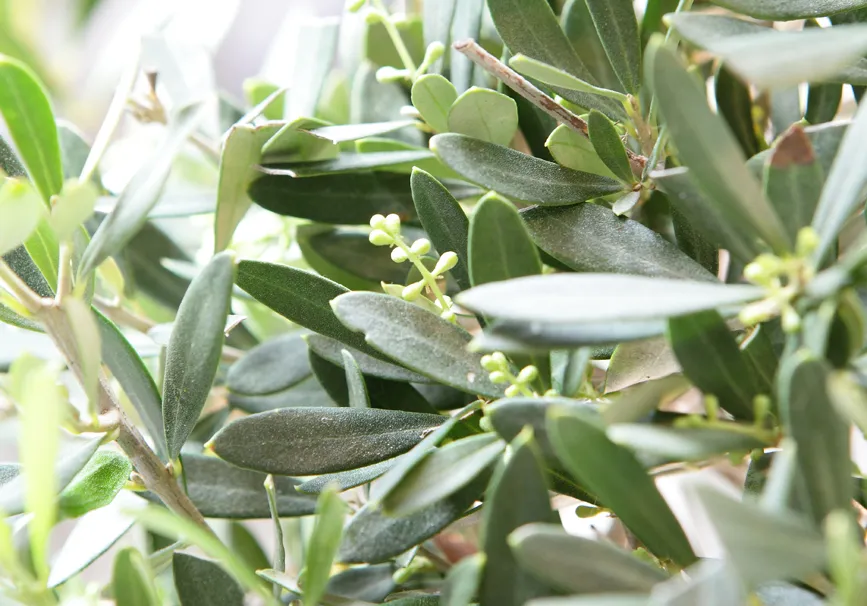 Zdjęcie Oliwki które rosną na polskich drzewach - jak je uprawiać skutecznie