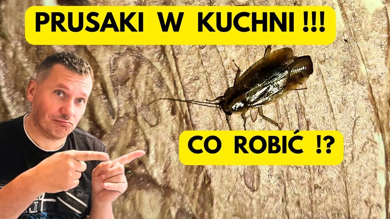 Zdjęcie Skuteczne metody na wytępienie prusaków w bloku bez bólu głowy