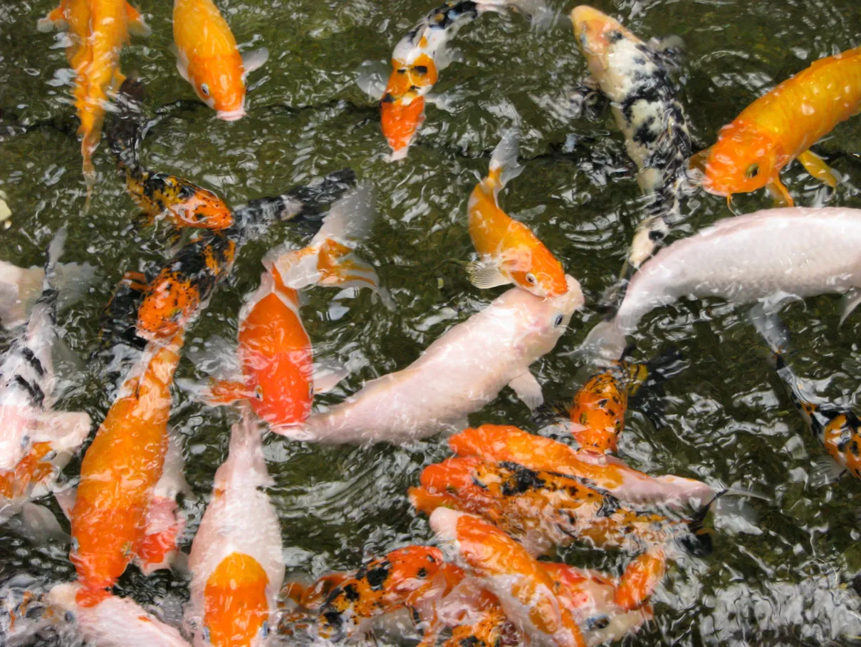Zdjęcie Die richtige Größe für einen Koi-Teich: So vermeiden Sie Fehler