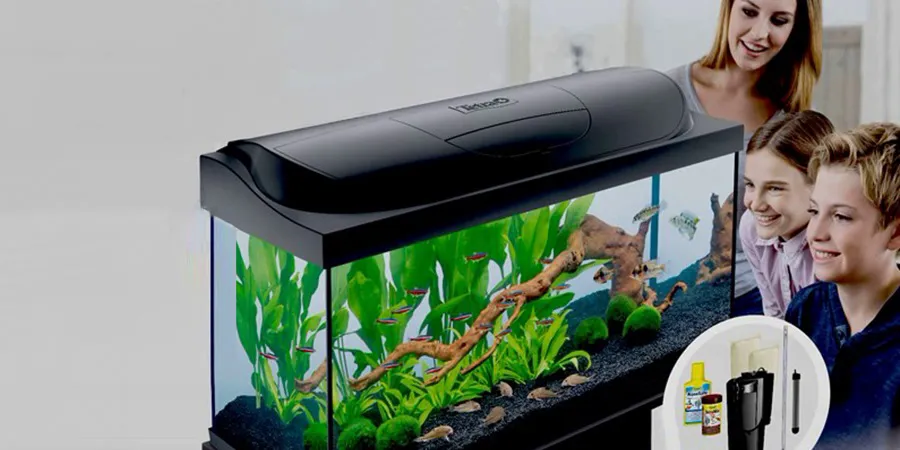 Zdjęcie Jak prawidłowo zamontować filtr w akwarium – uniknij błędów i zadbaj o ryby