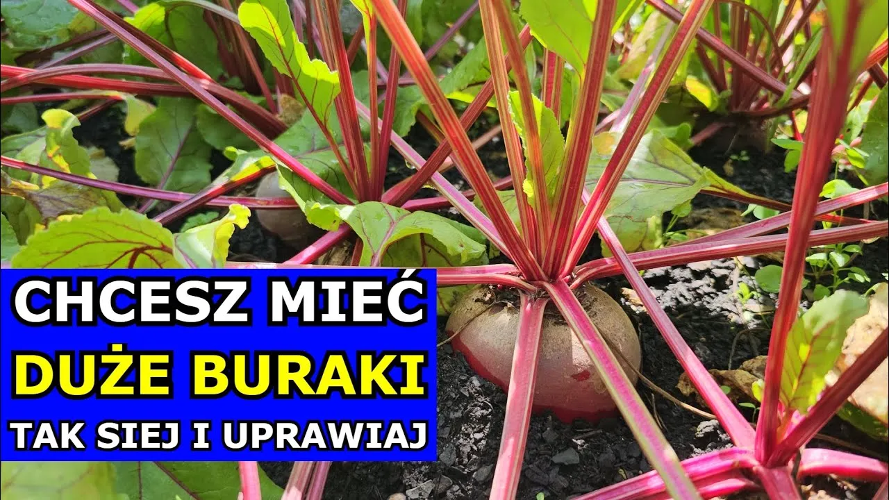 Zdjęcie Kiedy sadzić buraki, aby uniknąć nieudanych zbiorów?