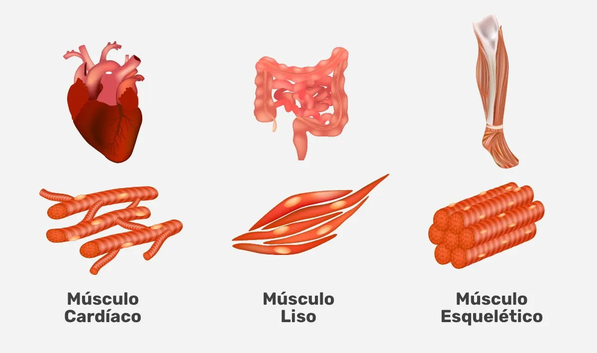 Zdjęcie Tipos de músculo: conoce las diferencias entre esquelético, cardíaco y liso