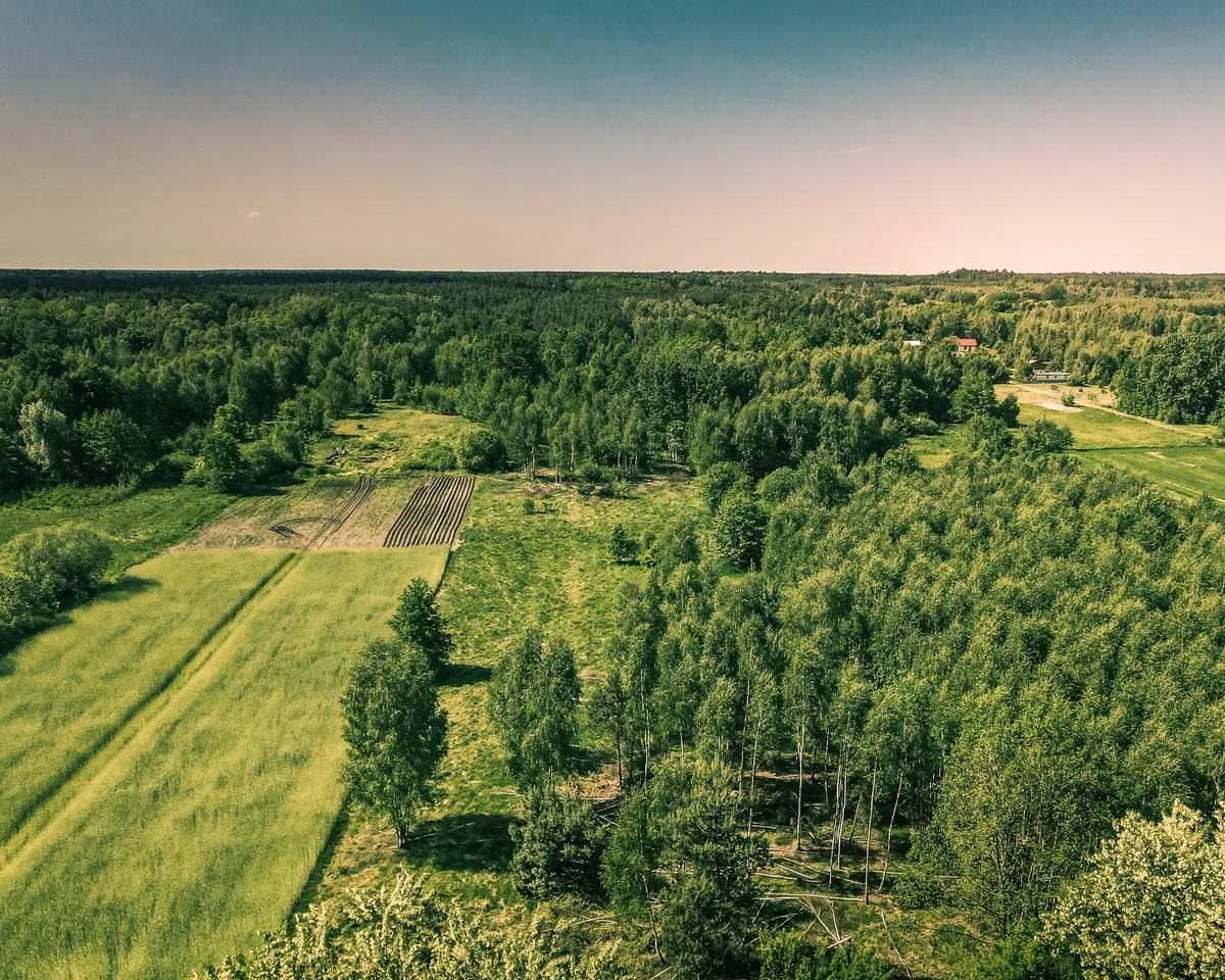 Zdjęcie Czy można wyciąć drzewa na działce leśnej? Sprawdź, co musisz wiedzieć