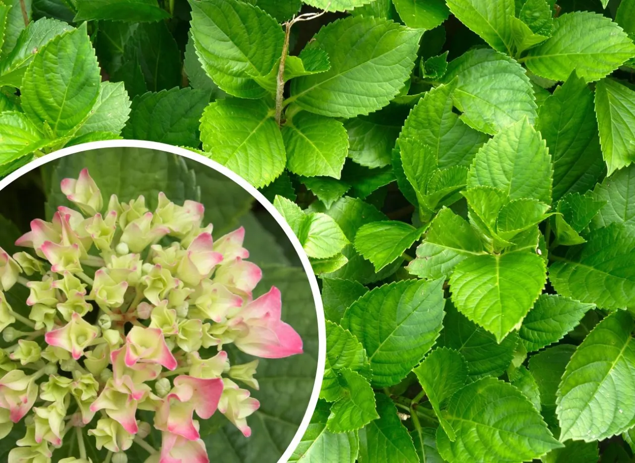 Zdjęcie Hortensja ogrodowa ile kwitnie? Kluczowe informacje o długim kwitnieniu
