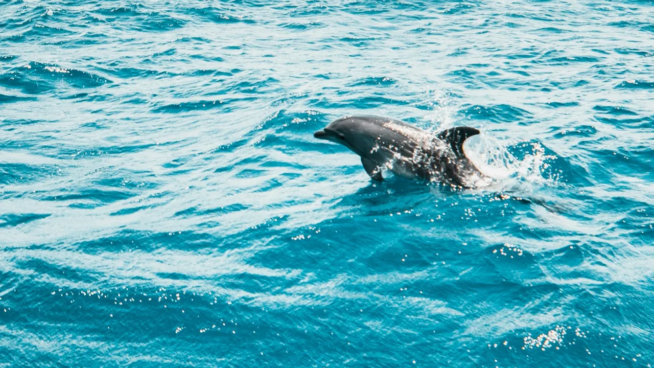 Zdjęcie Delfin znaczenie symbolu: kulturowe i duchowe sekrety tego niezwykłego zwierzęcia