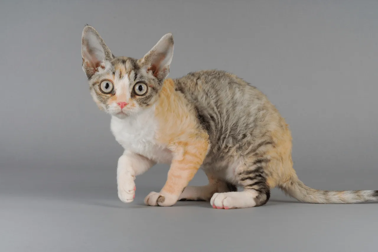 Zdjęcie Adopcja Devon Rex: Jak uniknąć wysokich kosztów i znaleźć idealnego kota