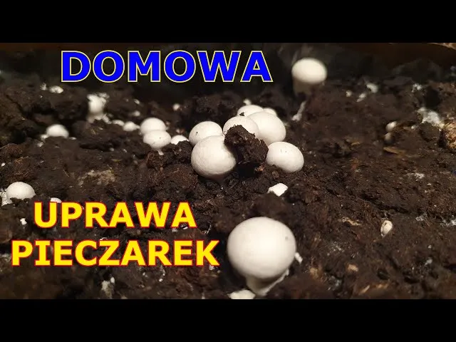 Zdjęcie Jak uprawiać pieczarki w domu - proste kroki dla początkujących