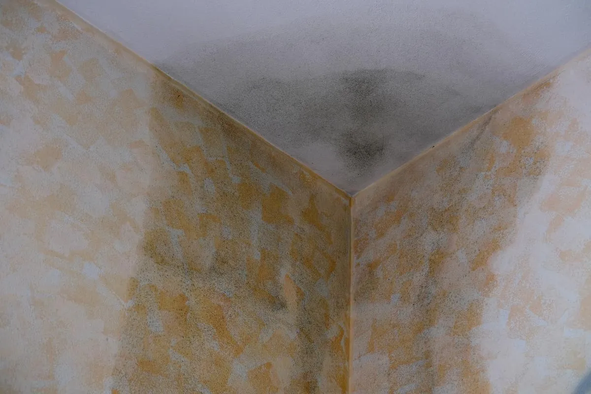 Zdjęcie Jak osuszyć mieszkanie po zalaniu - uniknij pleśni i zniszczeń